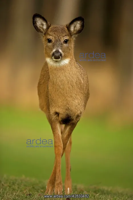  : White-tailed Deer - Fawn