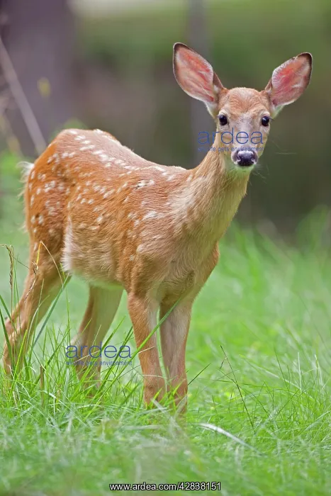: White-tailed Deer - Fawn : White-tailed Deer - Fawn