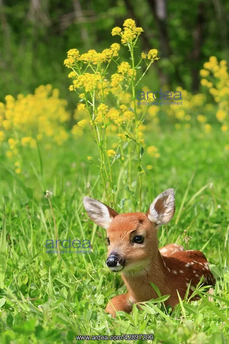 : White-tailed Deer - fawn : White-tailed Deer - fawn