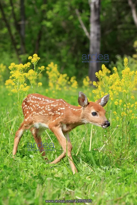 : White-tailed Deer - fawn : White-tailed Deer - fawn