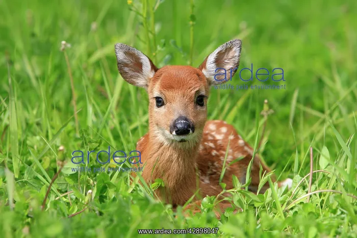 : White-tailed Deer - fawn : White-tailed Deer - fawn