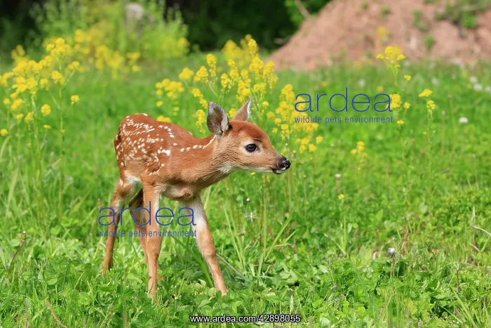: White-tailed Deer - fawn : White-tailed Deer - fawn
