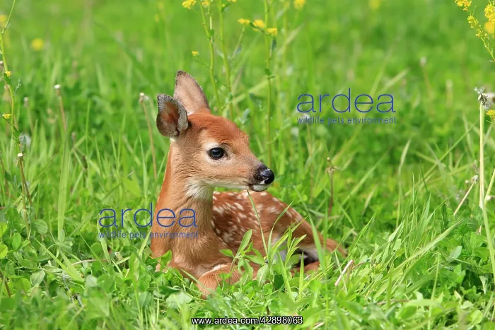 : White-tailed Deer - fawn : White-tailed Deer - fawn