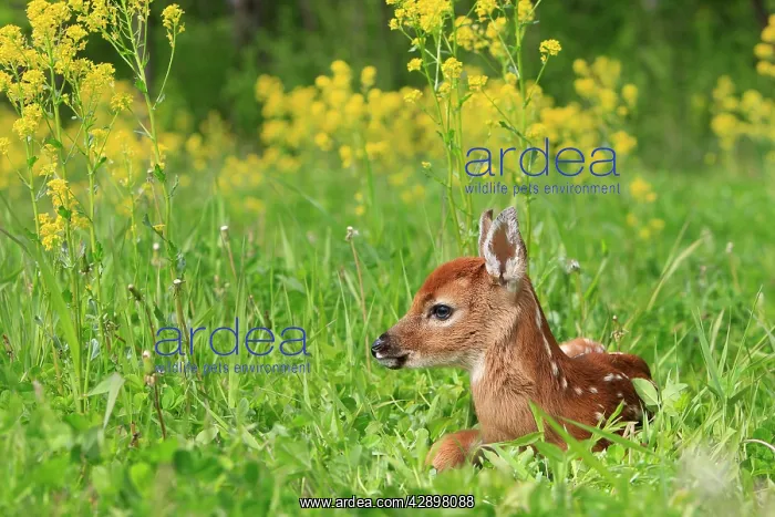 : White-tailed Deer - fawn : White-tailed Deer - fawn