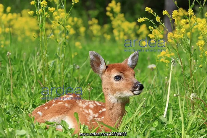 : White-tailed Deer - fawn : White-tailed Deer - fawn