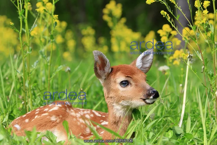 : White-tailed Deer - fawn : White-tailed Deer - fawn