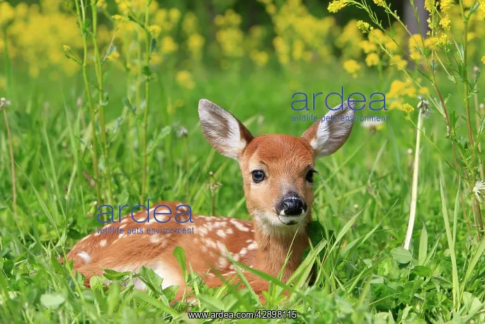 : White-tailed Deer - fawn : White-tailed Deer - fawn