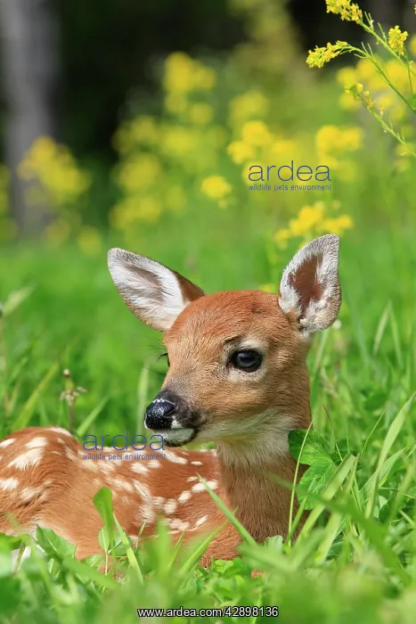 : White-tailed Deer - fawn : White-tailed Deer - fawn