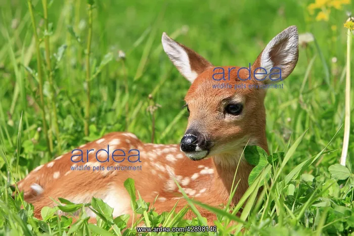 : White-tailed Deer - fawn : White-tailed Deer - fawn