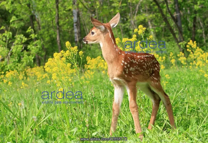 : White-tailed Deer - fawn : White-tailed Deer - fawn