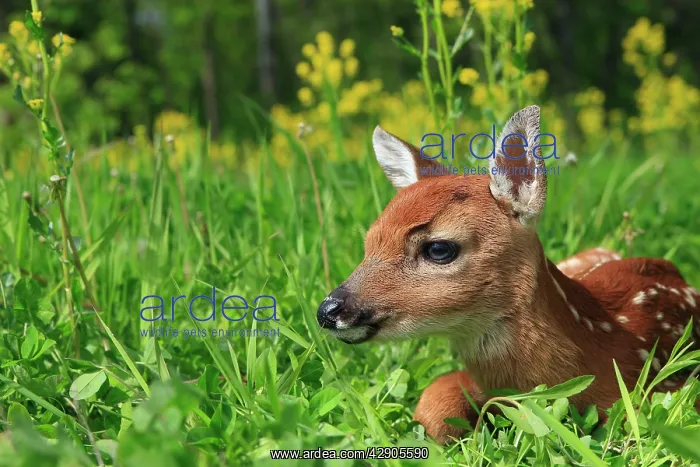 : White-tailed Deer - fawn : White-tailed Deer - fawn