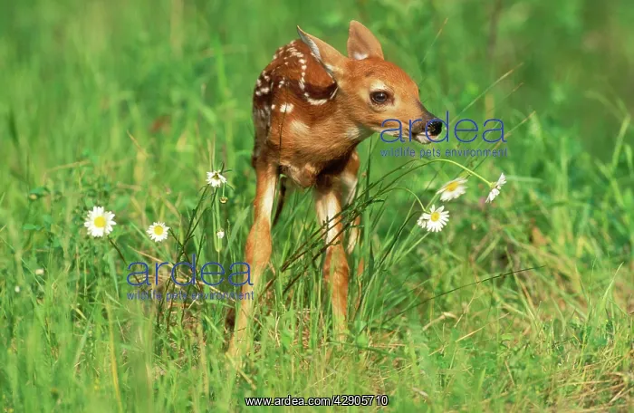 : WHITE-TAILED DEER - FAWN : WHITE-TAILED DEER - FAWN