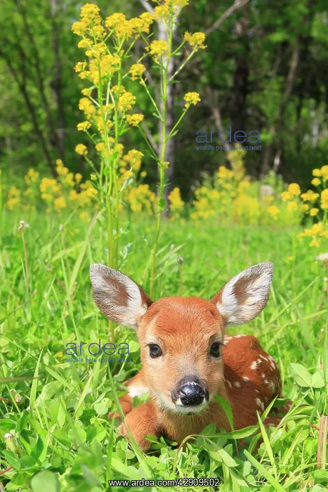 : White-tailed Deer - fawn : White-tailed Deer - fawn