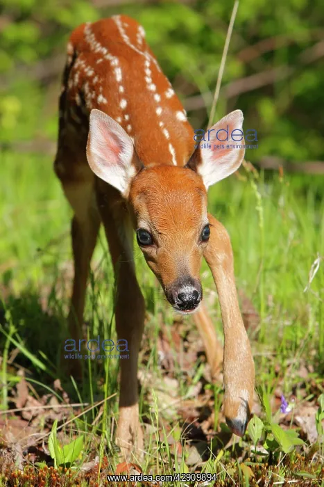 : White-tailed Deer - fawn : White-tailed Deer - fawn