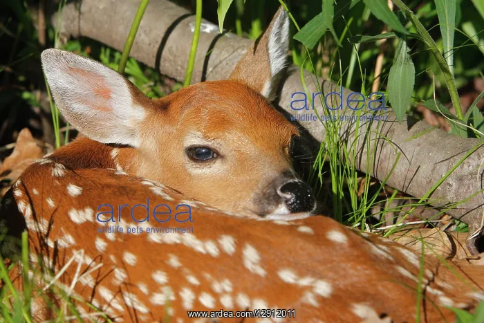  : White-tailed Deer - fawn