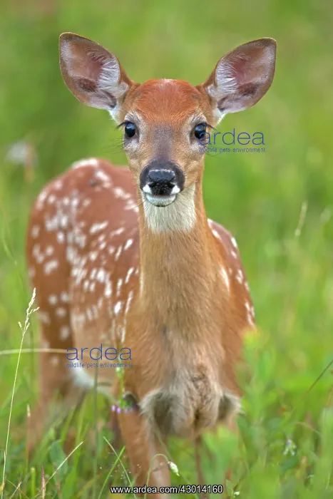  : White-tailed Deer fawn