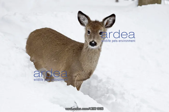 : White-tailed Deer - fawn in deep snow after a snow storm : White-tailed Deer - fawn in deep snow after a snow storm