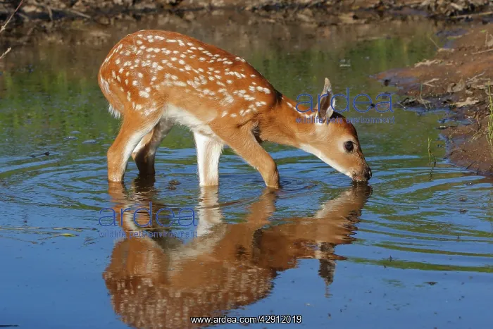 : White-tailed Deer - fawn drinking : White-tailed Deer - fawn drinking