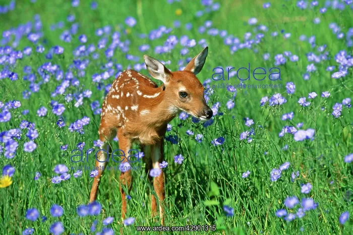 : White-tailed Deer - Fawn in flowers : White-tailed Deer - Fawn in flowers