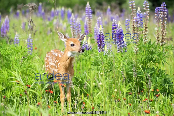 : White-tailed deer fawn and Lupine flowers - Minnesota : White-tailed deer fawn and Lupine flowers - Minnesota