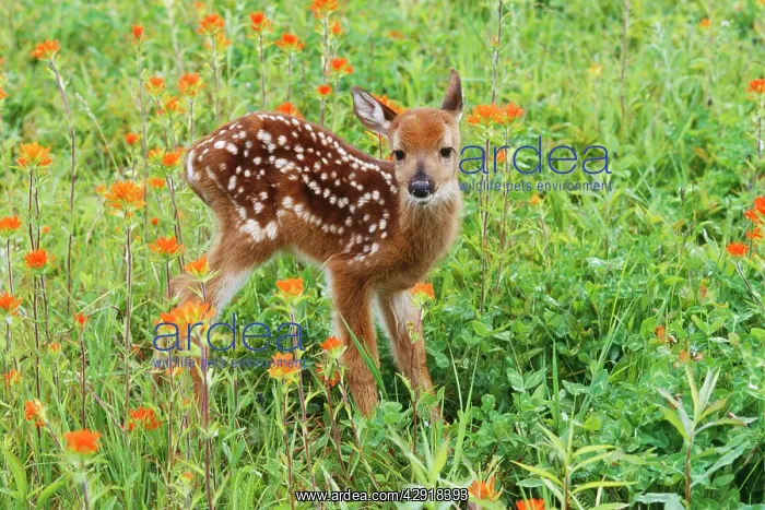 : White-tailed Deer - Fawn in Orange Paintbrush wild : White-tailed Deer - Fawn in Orange Paintbrush wild