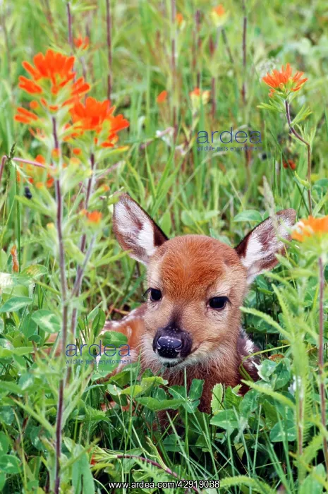 : White-Tailed DEER - Fawn in orange paintbrush wild : White-Tailed DEER - Fawn in orange paintbrush wild