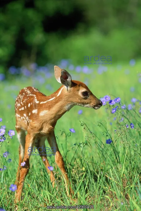 : WHITE-TAILED DEER - fawn in purple flowers : WHITE-TAILED DEER - fawn in purple flowers