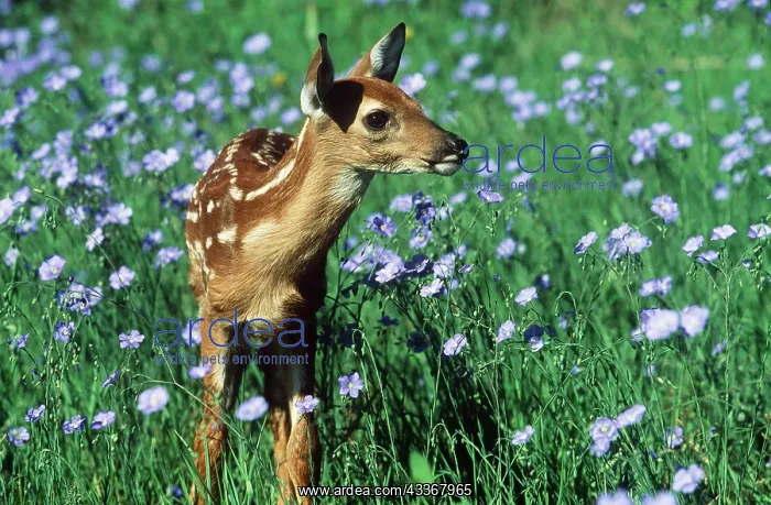  : WHITE-TAILED DEER - fawn in purple flowers