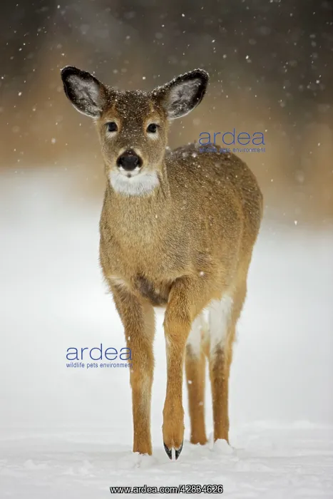 : White-tailed Deer - Fawn - In the snow : White-tailed Deer - Fawn - In the snow