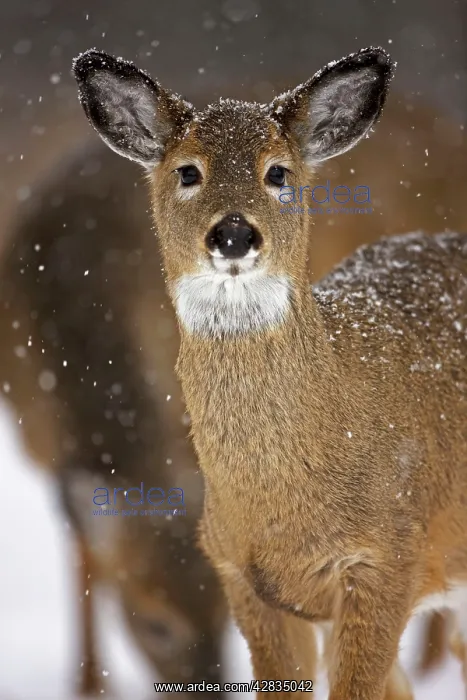 : White-tailed Deer - Fawn in snow : White-tailed Deer - Fawn in snow