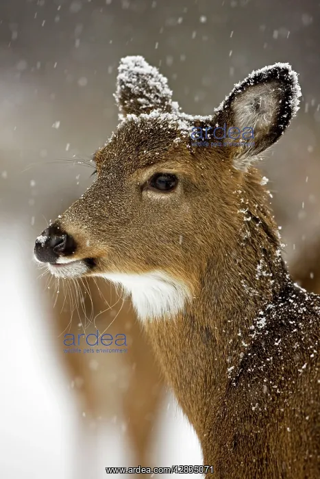 : White-tailed Deer - Fawn in snow : White-tailed Deer - Fawn in snow