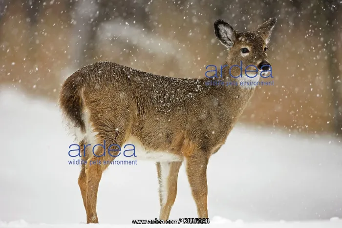: White-tailed Deer - Fawn in snow : White-tailed Deer - Fawn in snow