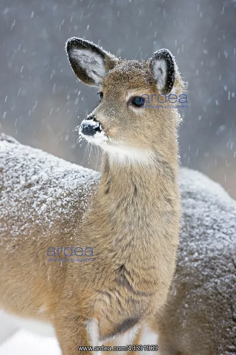 : White-tailed Deer - Fawn in snow : White-tailed Deer - Fawn in snow