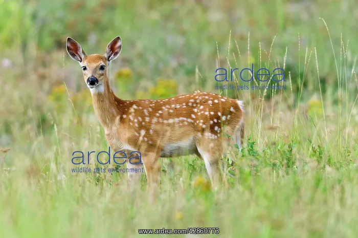 : White-tailed Deer - fawn - Summer : White-tailed Deer - fawn - Summer