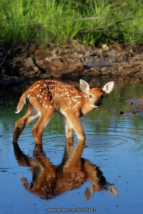 : White-tailed Deer - fawn in water drinking : White-tailed Deer - fawn in water drinking