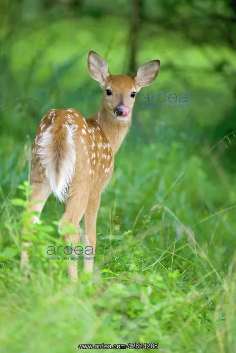 : White-tailed Deer - Fawn in woods : White-tailed Deer - Fawn in woods