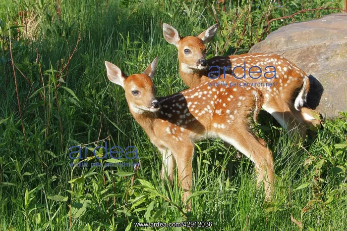: White-tailed Deer - fawns : White-tailed Deer - fawns