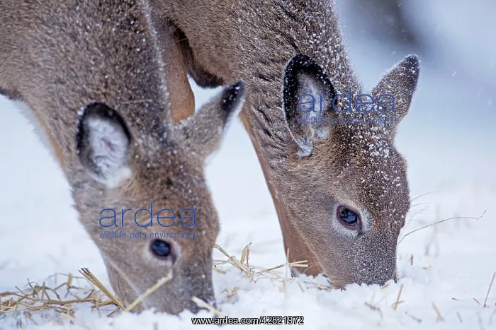 : White-tailed Deer - feeding in winter snow : White-tailed Deer - feeding in winter snow