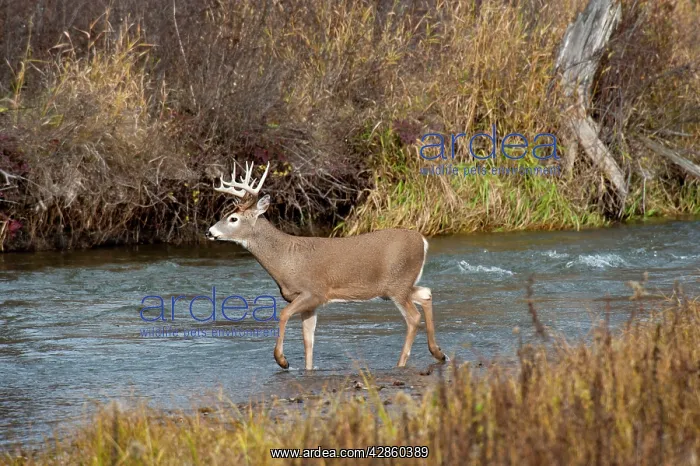 : White-tailed Deer - in late fall wading stream : White-tailed Deer - in late fall wading stream
