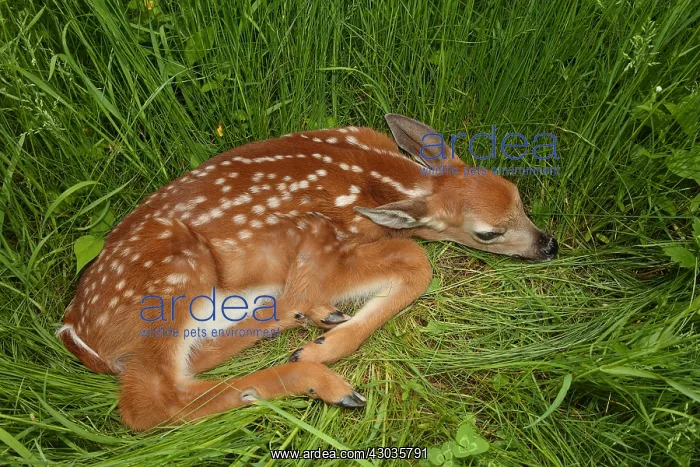 : white-tailed deer (Odocoileus virginianus), New York, fawn : white-tailed deer (Odocoileus virginianus), New York, fawn