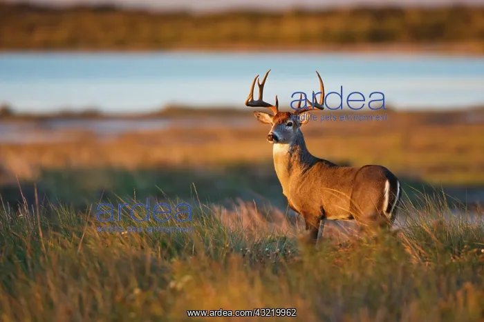 : White-tailed Deer (Odocoileus virginianus) : White-tailed Deer (Odocoileus virginianus)