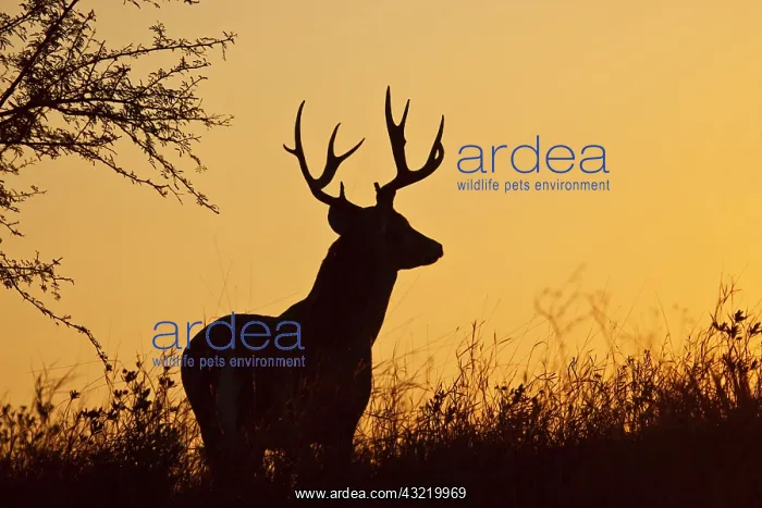 : White-tailed Deer (Odocoileus virginianus) : White-tailed Deer (Odocoileus virginianus)