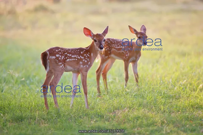 : White-tailed Deer (Odocoileus virginianus) : White-tailed Deer (Odocoileus virginianus)