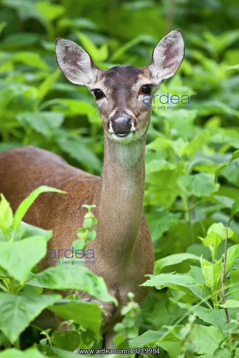 : White-tailed Deer (Odocoileus virginianus) : White-tailed Deer (Odocoileus virginianus)