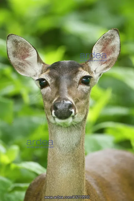: White-tailed Deer (Odocoileus virginianus) : White-tailed Deer (Odocoileus virginianus)
