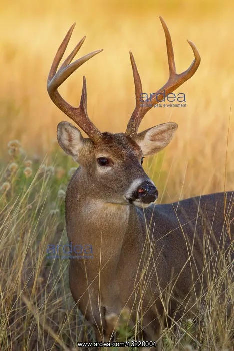 : White-tailed Deer (Odocoileus virginianus) : White-tailed Deer (Odocoileus virginianus)