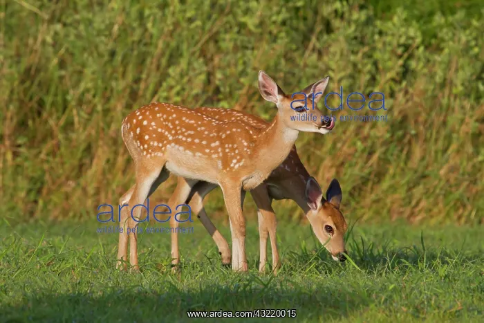 : White-tailed Deer (Odocoileus virginianus) : White-tailed Deer (Odocoileus virginianus)