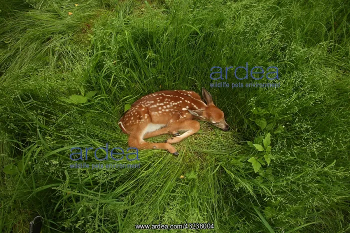 : white-tailed deer (Odocoileus virginianus), New York, fawn : white-tailed deer (Odocoileus virginianus), New York, fawn