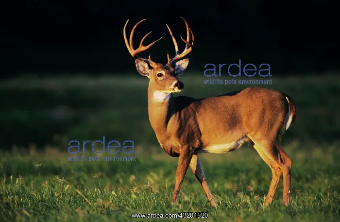 : White-tailed Deer (Odocoileus virginianus), buck : White-tailed Deer (Odocoileus virginianus), buck