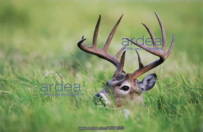 : White-tailed Deer (Odocoileus virginianus), buck : White-tailed Deer (Odocoileus virginianus), buck